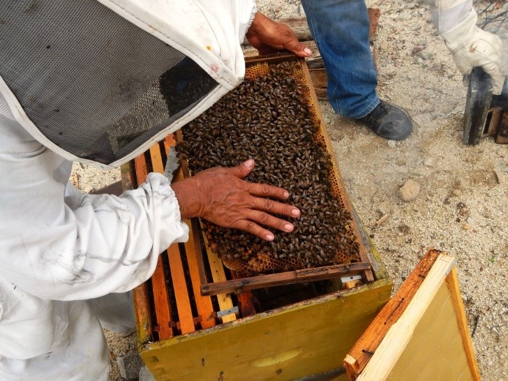 ¿Qué es la apicultura? Historia, habitantes y productos El Gen Curioso