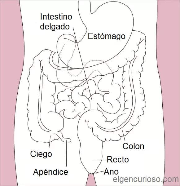 Intestino delgado: Partes y función - El Gen Curioso