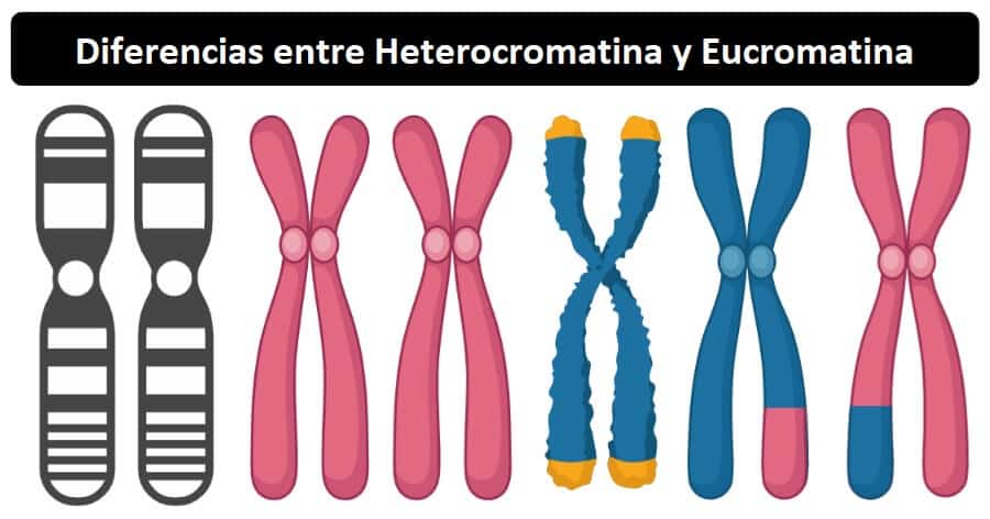 Heterocromatina y Eucromatina: Definición, 16 diferencias y ejemplos ...